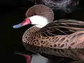 Caribbean white-cheeked pintail with 9 ducklings