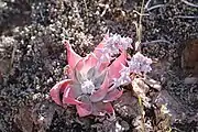 Flowering in habitat