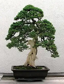 Image 30Informal upright style of bonsai on a juniper tree (from Tree)