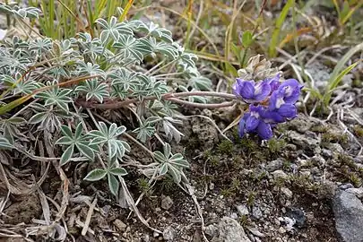 Dwarf Lupine (Lupinus lepidus)