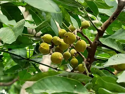 Developing fruit