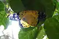 Seen at Banteay Srey Butterfly Centre