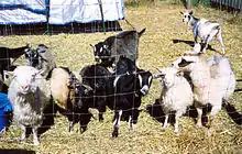 goats of various colours behind a wire fence