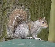 Squirrel oriented horizontally