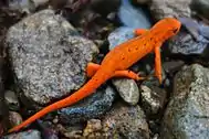 Strikingly red eft on a rocky underground