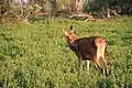 A red deer