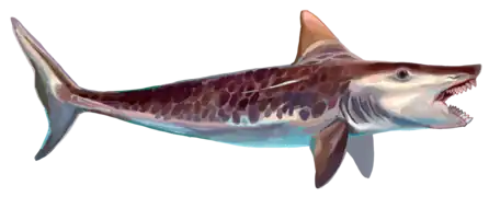 Edestus was a large eugeneodontid fish that possessed two tooth whorls in its mouth