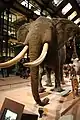 Mount of African elephant and other animals in Paris Museum