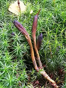 Cordyceps ophioglossoides