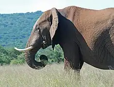 Elephant eating grass