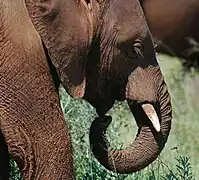 Elephant calf