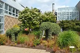 Outdoor topiaries