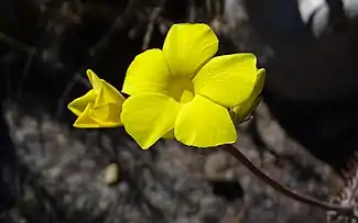 Elephant’s foot flowering in the Isalo National Park, Madagascar