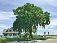 American elm near the Woodstock, Connecticut, fairgrounds (May 2020)