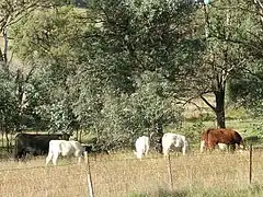 Embryo-transferred calves with their Aberdeen Angus and Hereford recipient dams