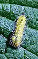 Caterpillar