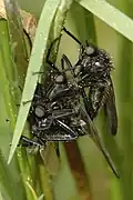 Empis ciliata. Couple