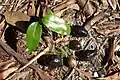 Corkwood seedling & fruit at Wyrrabalong National Park