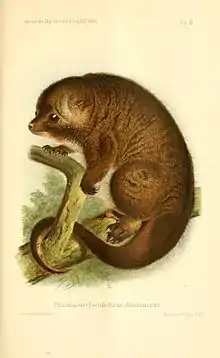 Drawing of brown possum