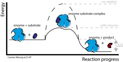 Enzyme-catalyzed reactions lower the overall activation energy of a reaction