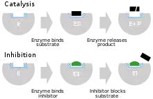 cartoon depiction of an enzyme binding substrate to its active site and releasing product (top), and an inhibitor binding to the active site, thus preventing substrate binding