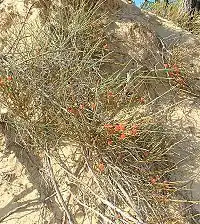 Ephedra