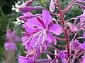 Rose bay willowherb