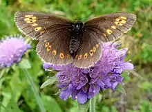 Erebia alberganus