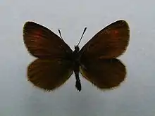 Erebia eryphile