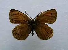 Erebia nivalis