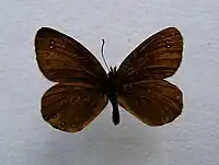 Erebia pluto