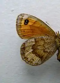 Erebia pronoeunderside ♀