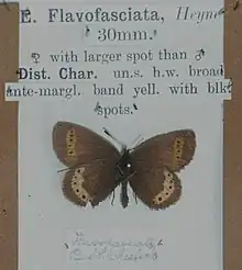 Erebia flavofasciata