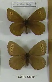 Erebia embla