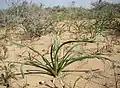 E. inderiensis developing flower spike starting to elongate, nr. Baikonur, Kazakhstan