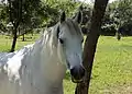 Lipizzaner in the stable