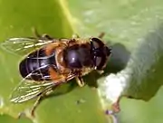 Eristalis pertinax female