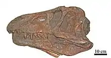 Skull of the Early Triassic archosauriform Erythrosuchus