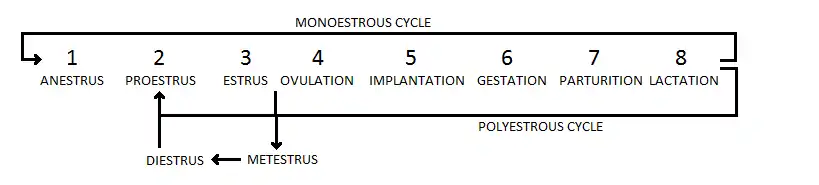 Overview of the mammalian estrous cycle