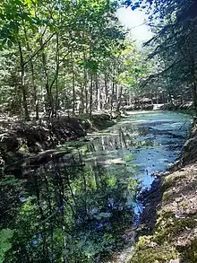 Shady pond surrounded by forest and