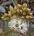 flower buds and flowers