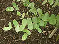 Juvenile foliage of the cultivar 'Silver Drop'