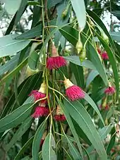 E. leucoxylon subsp. megalocarpa