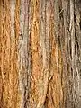 bark