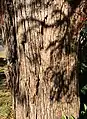 Trunk bark