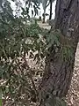 trunk and regrowth with intermediate leaves at Wiley Park