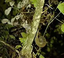 Photo of brown bushbaby