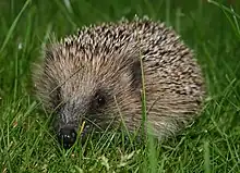 A spiky haired hedgehog sits in the grass, facing the camera.