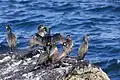 European shags in breeding plumage, Snæfellsnes, Iceland