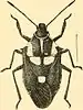 Illustration of adult